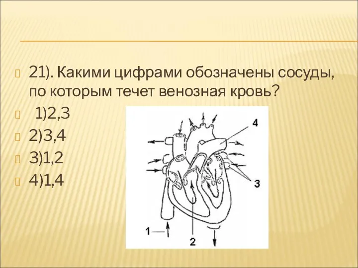 21). Какими цифрами обозначены сосуды, по которым течет венозная кровь? 1)2,3 2)3,4 3)1,2 4)1,4