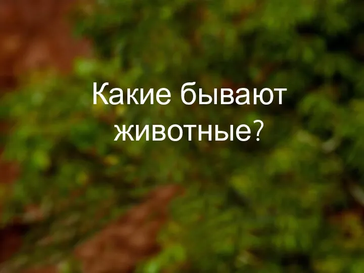 Какие бывают животные?