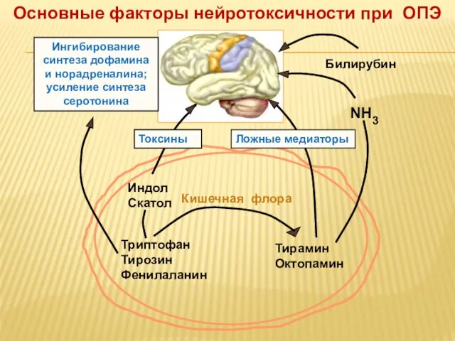 Основные факторы нейротоксичности при ОПЭ Кишечная флора Триптофан Тирозин Фенилаланин