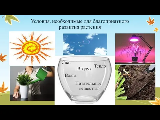 Условия, необходимые для благоприятного развития растения Тепло Воздух Влага Питательные вещества Свет