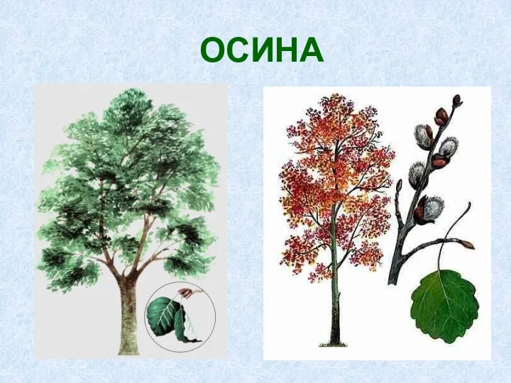 ОСИНА