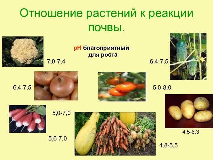 Отношение растений к реакции почвы. рН благоприятный для роста 7,0-7,4 6,4-7,5 6,4-7,5 5,0-8,0