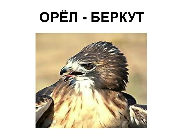 ОРЁЛ - БЕРКУТ