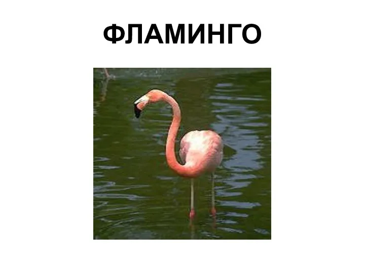 ФЛАМИНГО