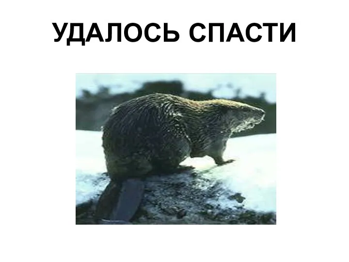 УДАЛОСЬ СПАСТИ