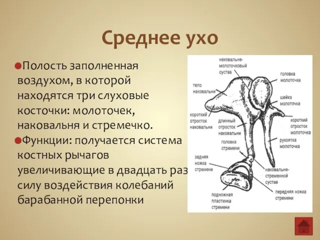 Среднее ухо Полость заполненная воздухом, в которой находятся три слуховые