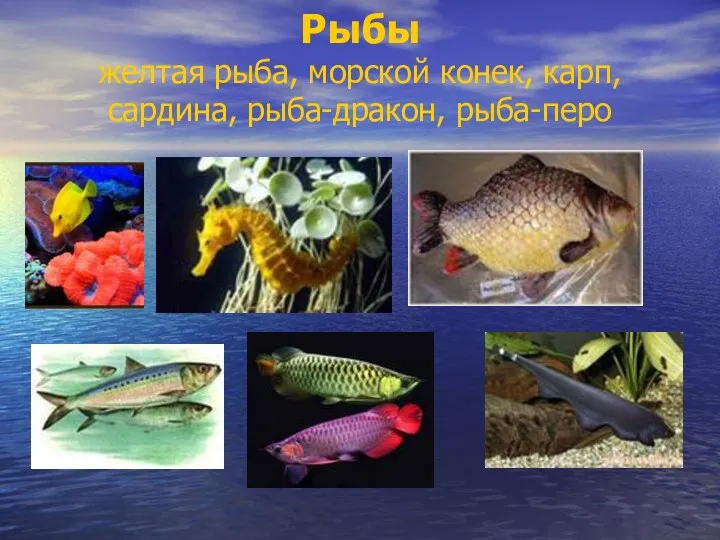 Рыбы желтая рыба, морской конек, карп, сардина, рыба-дракон, рыба-перо