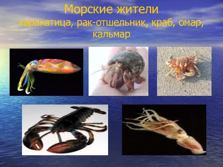 Морские жители каракатица, рак-отшельник, краб, омар, кальмар