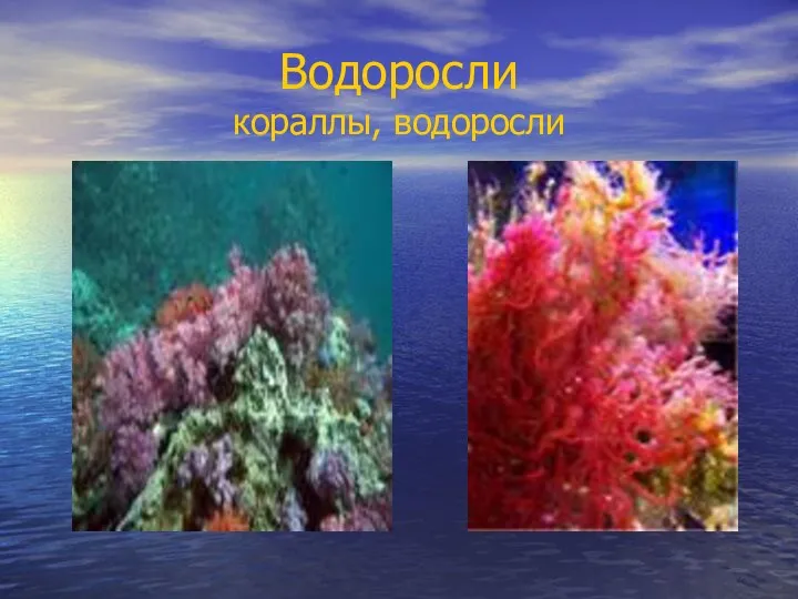 Водоросли кораллы, водоросли