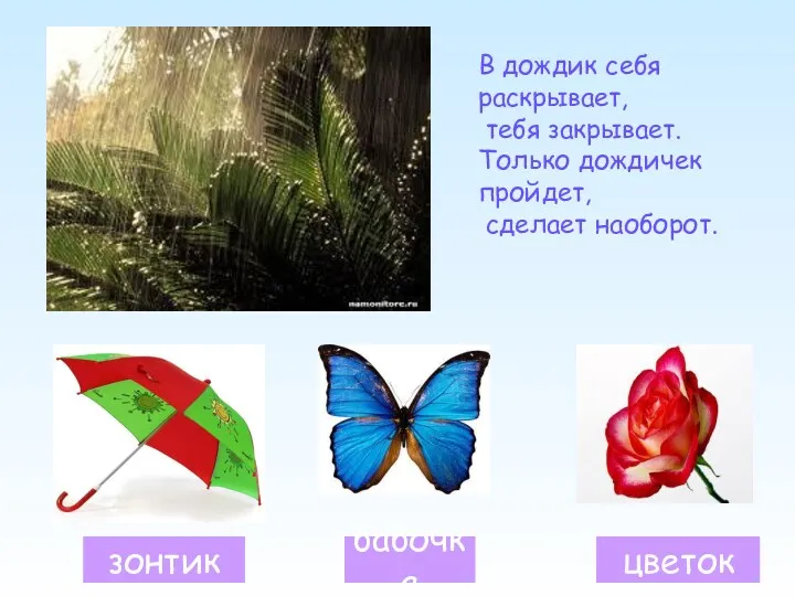 зонтик бабочка цветок В дождик себя раскрывает, тебя закрывает. Только дождичек пройдет, сделает наоборот.