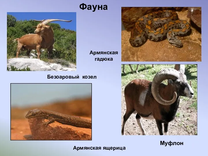 Фауна Армянская ящерица Армянская гадюка Безоаровый козел Муфлон