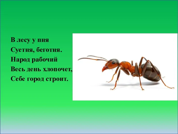 В лесу у пня Суетня, беготня. Народ рабочий Весь день хлопочет, Себе город строит.