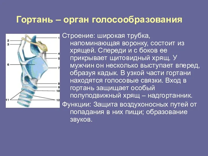 Гортань – орган голосообразования Строение: широкая трубка, напоминающая воронку, состоит