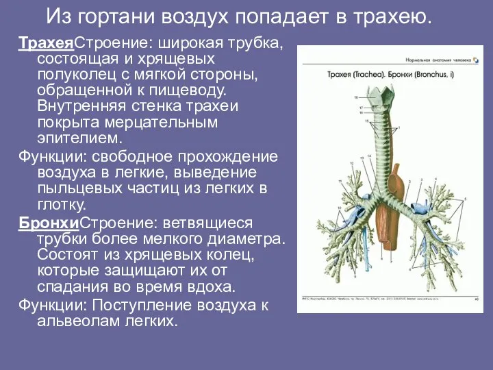 Из гортани воздух попадает в трахею. ТрахеяСтроение: широкая трубка, состоящая