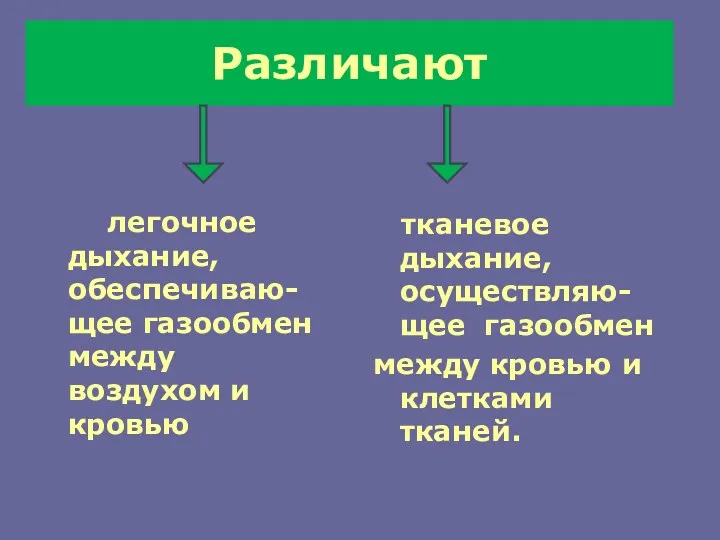 Различают легочное дыхание, обеспечиваю-щее газообмен между воздухом и кровью тканевое