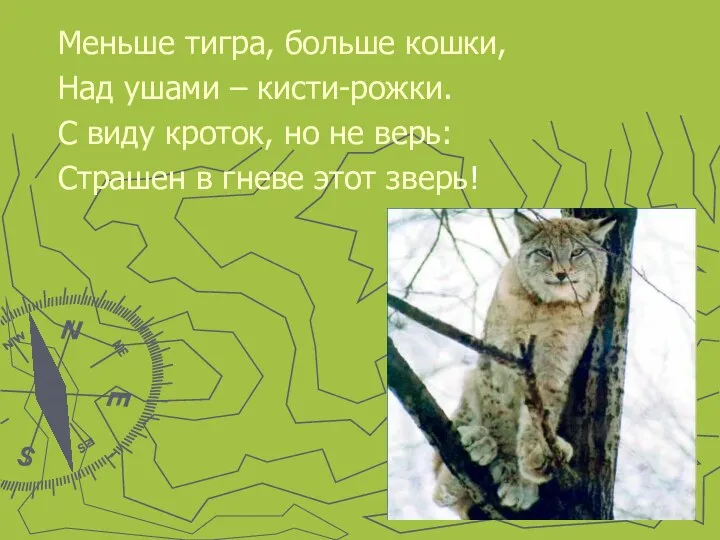 Меньше тигра, больше кошки, Над ушами – кисти-рожки. С виду