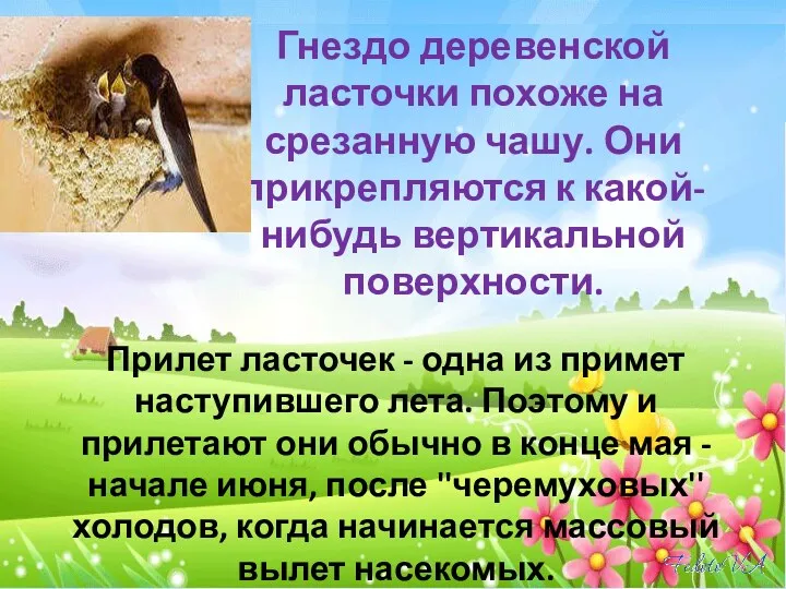 Гнездо деревенской ласточки похоже на срезанную чашу. Они прикрепляются к