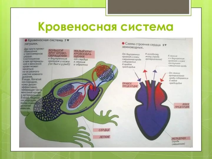 Кровеносная система