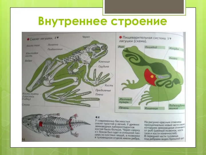 Внутреннее строение