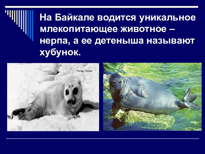 На Байкале водится уникальное млекопитающее животное – нерпа, а ее детеныша называют хубунок.