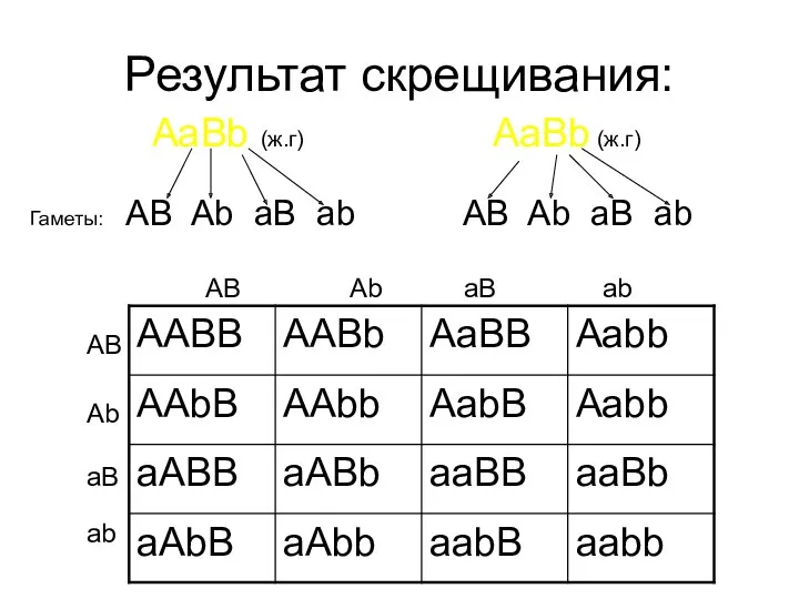 Результат скрещивания: AaBb (ж.г) AaBb (ж.г) Гаметы: AB Ab aB