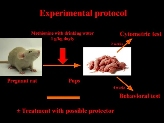 Experimental protocol ± Treatment with possible protector Pregnant rat Pups Methionine with drinking
