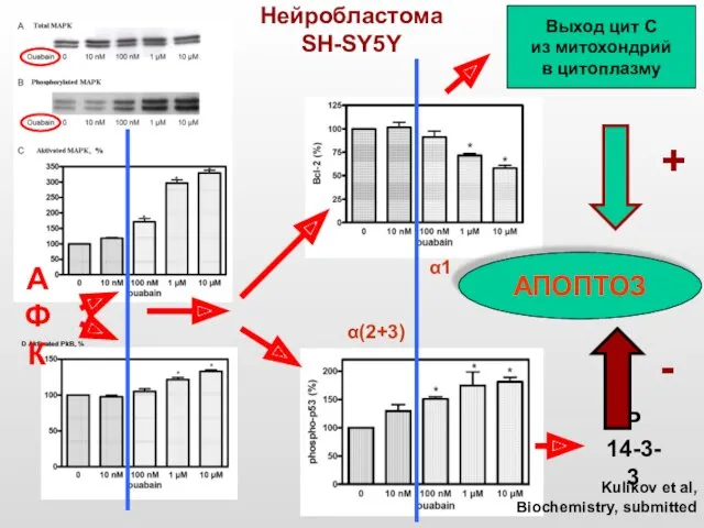 D Aktivated PkB, % Нейробластома SH-SY5Y Р 14-3-3 АПОПТОЗ Выход цит С из