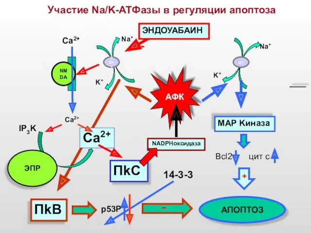 Участие Na/K-ATФазы в регуляции апоптоза АФК ПkC MAP Kиназа Na+
