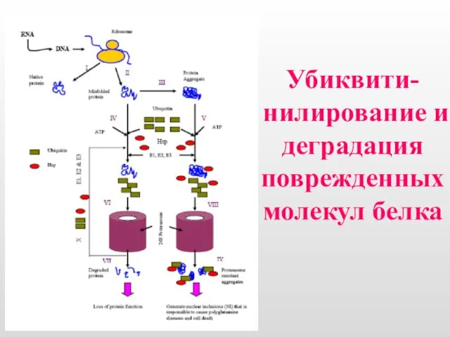 Убиквити-нилирование и деградация поврежденных молекул белка