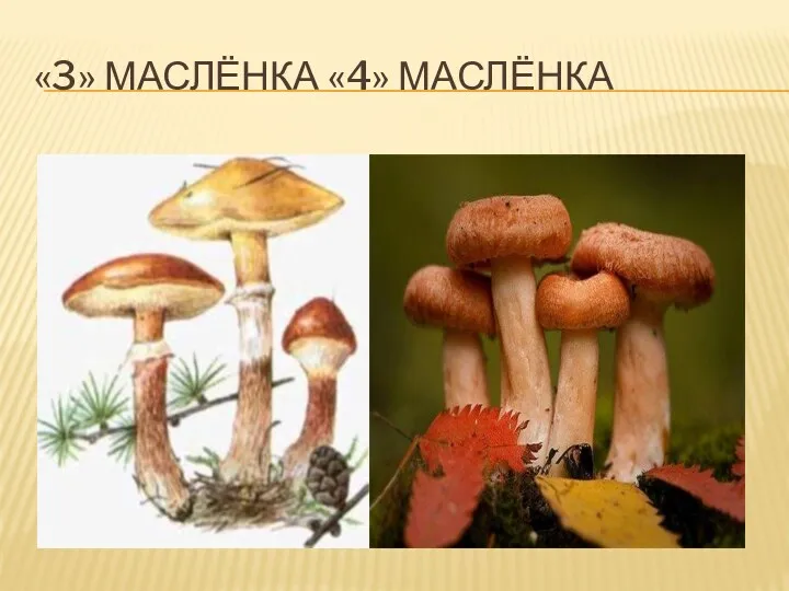 «3» маслёнка «4» маслёнка