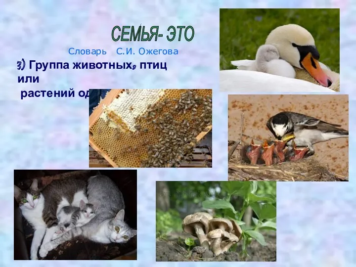 3) Группа животных, птиц или растений одного вида
