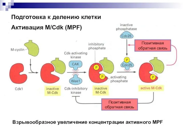 Подготовка к делению клетки Активация M/Cdk (MPF) Позитивная обратная связь Позитивная обратная связь