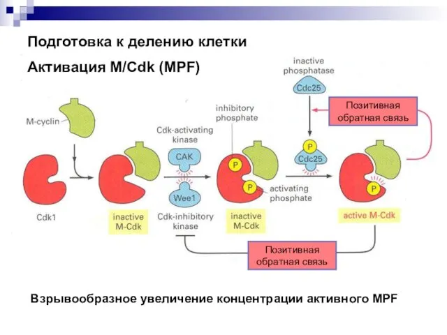 Подготовка к делению клетки Активация M/Cdk (MPF) Позитивная обратная связь