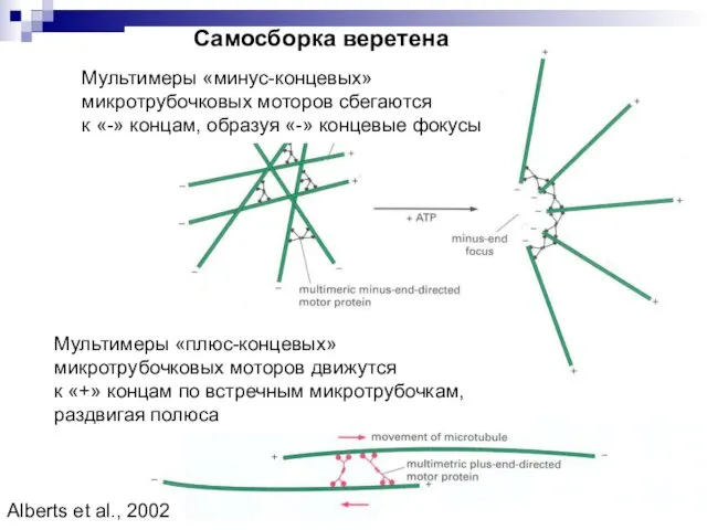 Мультимеры «минус-концевых» микротрубочковых моторов сбегаются к «-» концам, образуя «-»