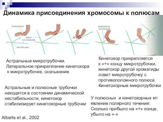 Динамика присоединения хромосомы к полюсам Астральные микротрубочки. Латеральное прикрепление кинетохора к микротрубочке, скольжение