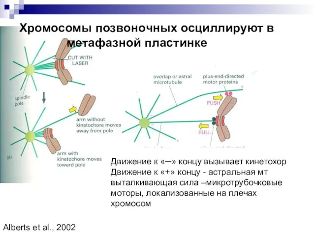 Хромосомы позвоночных осциллируют в метафазной пластинке Движение к «─» концу вызывает кинетохор Движение