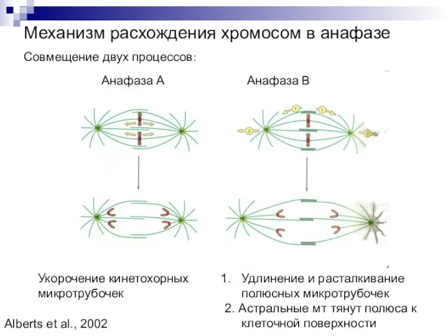 Механизм расхождения хромосом в анафазе Совмещение двух процессов: Анафаза А Анафаза В Укорочение