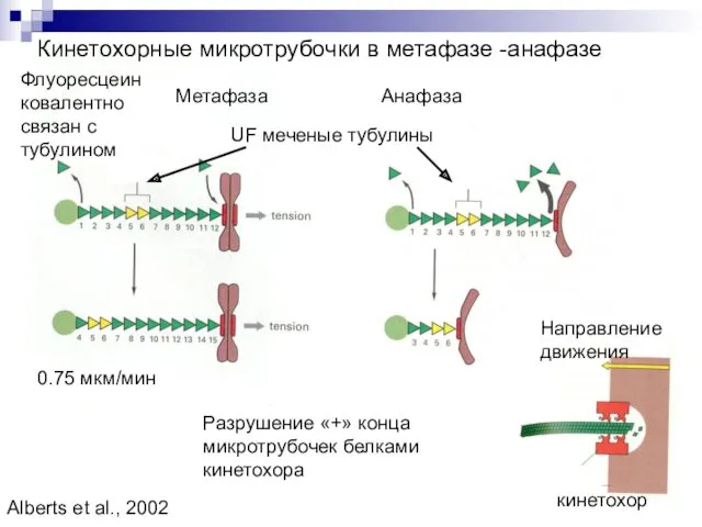 Кинетохорные микротрубочки в метафазе -анафазе Метафаза Анафаза Разрушение «+» конца микротрубочек белками кинетохора