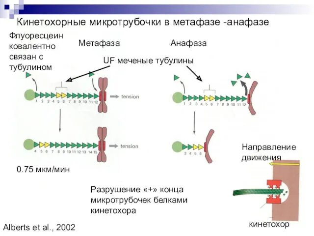 Кинетохорные микротрубочки в метафазе -анафазе Метафаза Анафаза Разрушение «+» конца