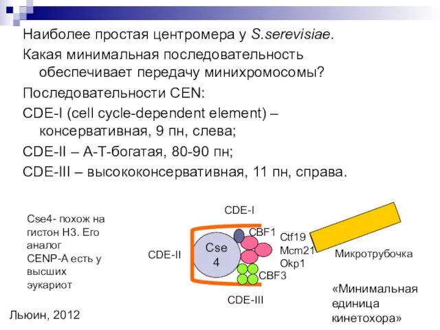 Наиболее простая центромера у S.serevisiae. Какая минимальная последовательность обеспечивает передачу минихромосомы? Последовательности CEN: