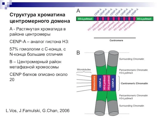 Структура хроматина центромерного домена А - Растянутая хроматида в районе центромеры CENP-A –
