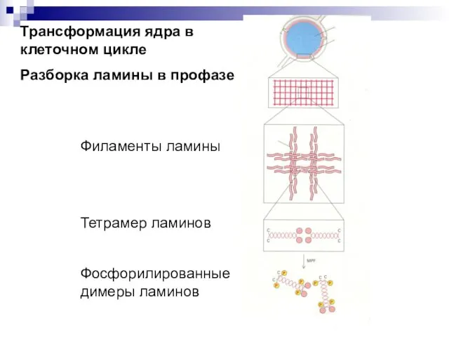 Трансформация ядра в клеточном цикле Разборка ламины в профазе Филаменты ламины Тетрамер ламинов Фосфорилированные димеры ламинов