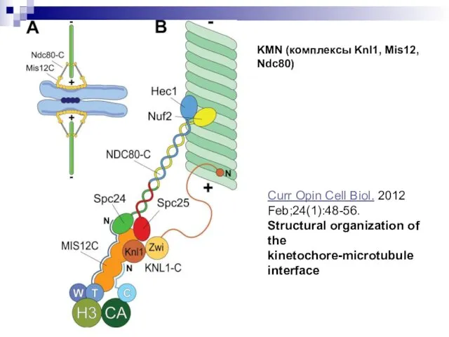 Curr Opin Cell Biol. 2012 Feb;24(1):48-56. Structural organization of the kinetochore-microtubule interface KMN