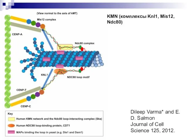 Dileep Varma* and E. D. Salmon Journal of Cell Science 125, 2012. KMN