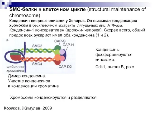 SMC-белки в клеточном цикле (structural maintenance of chromosome) Конденсин впервые описали у Xenopus.