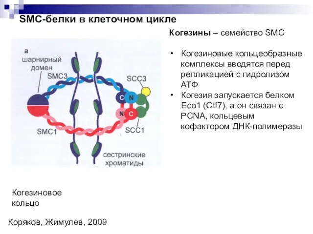 SMC-белки в клеточном цикле Когезиновое кольцо Коряков, Жимулев, 2009 Когезины – семейство SMC