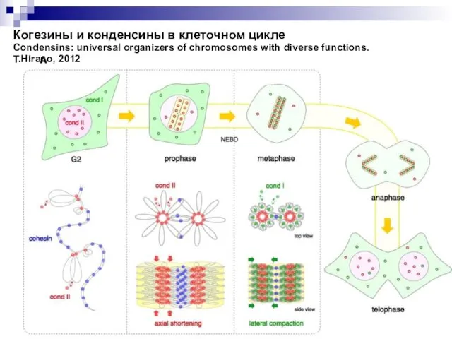 Когезины и конденсины в клеточном цикле Condensins: universal organizers of chromosomes with diverse functions. T.Hirano, 2012