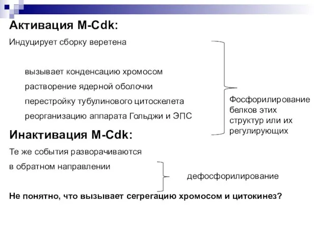 Активация M-Cdk: Индуцирует сборку веретена вызывает конденсацию хромосом растворение ядерной оболочки перестройку тубулинового