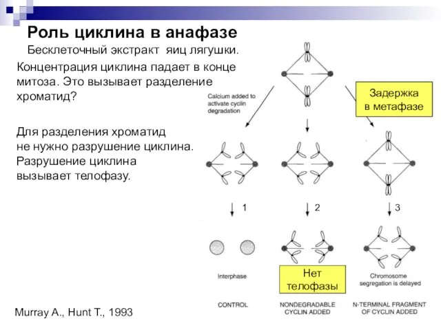 Концентрация циклина падает в конце митоза. Это вызывает разделение хроматид?