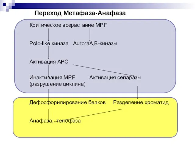 Переход Метафаза-Анафаза Критическое возрастание MPF Polo-like киназа AuroraA,В-киназы Активация APC Инактивация MPF Активация